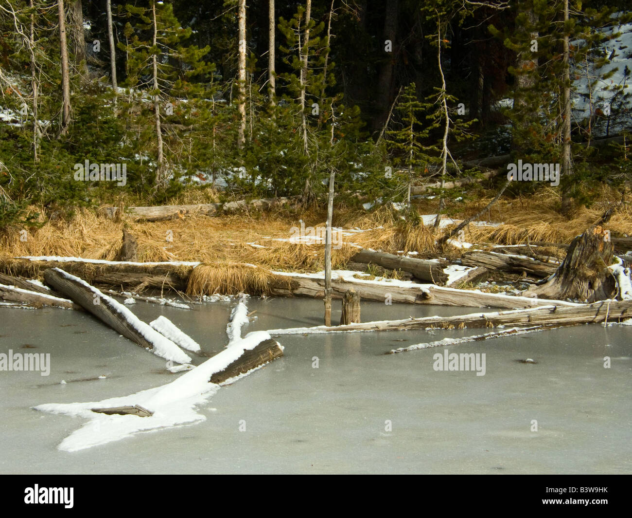 Frozen river in winter tree hi-res stock photography and images - Alamy