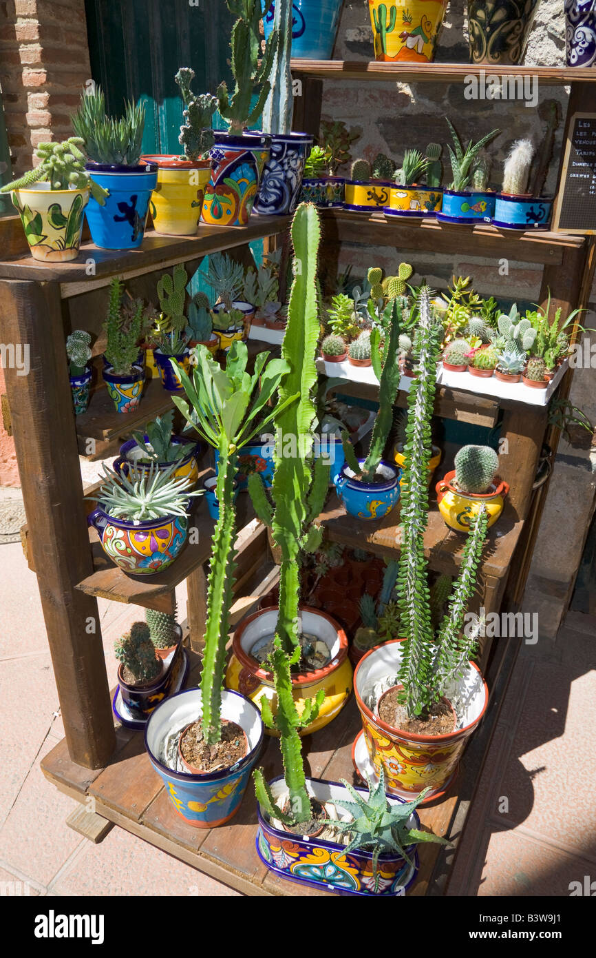Cactus variety hi-res stock photography and images - Alamy