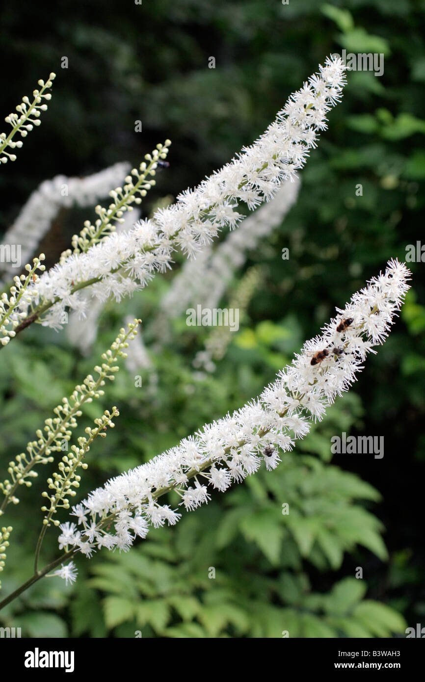 ACTAEA RACEMOSA AGM SYN CIMICIFUGA RACEMOSA Stock Photo