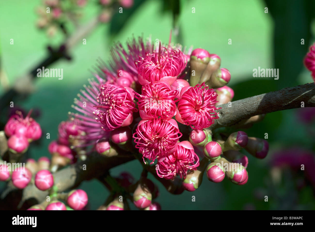 The flower of Syzygium samarangense or Eugenia javanica is a species in the Myrtaceae, native fruit of Indonesia Stock Photo