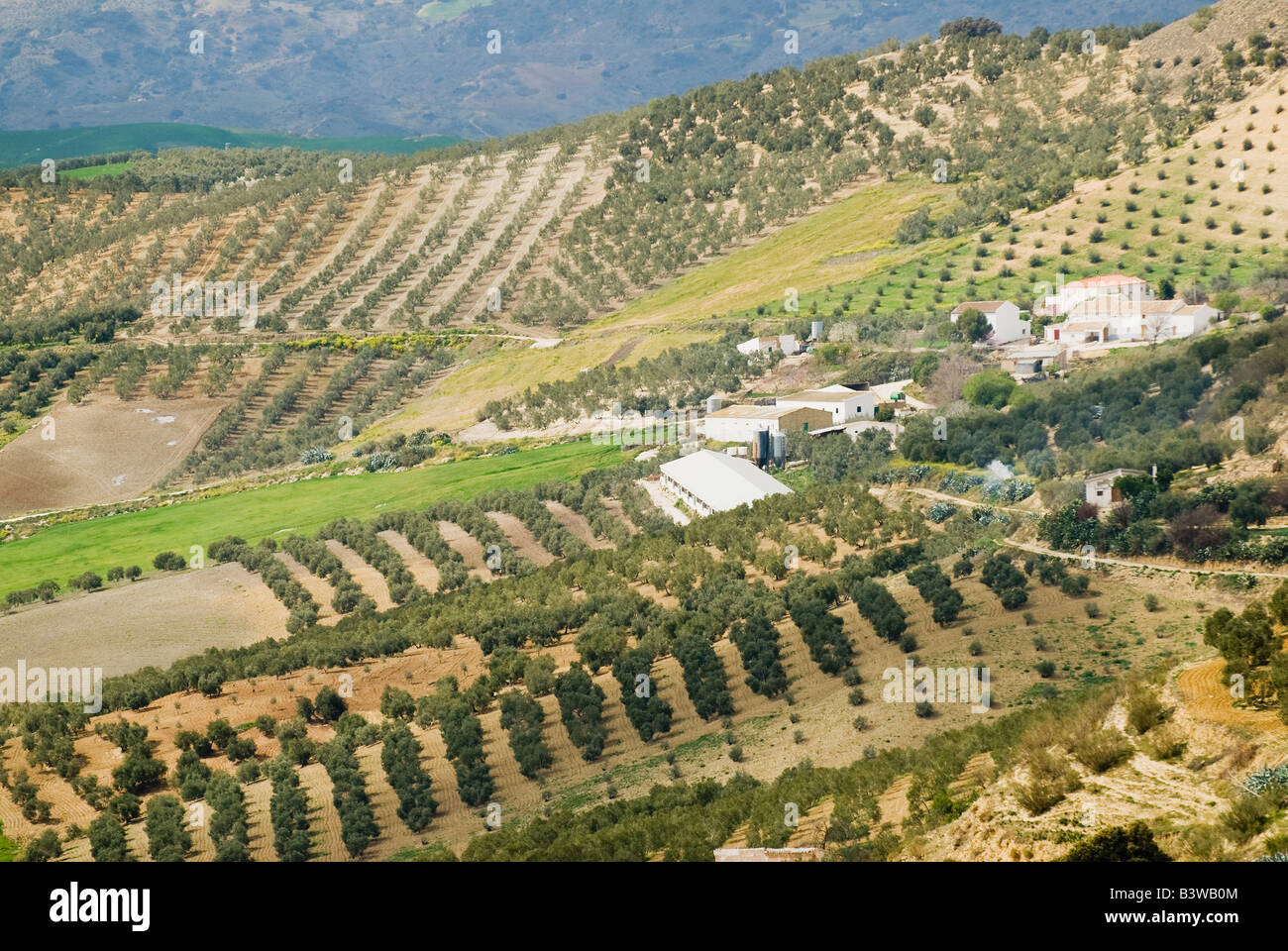 Olive trees, Andalucia, Spain Stock Photo Alamy