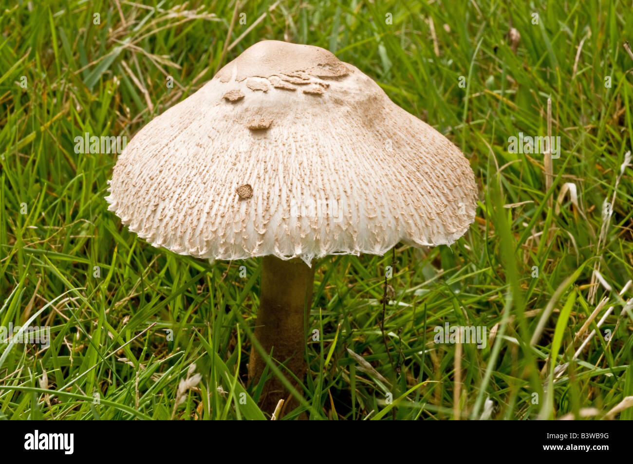 Close up shot of a Parasol Mushroom on the grassy upland of Selworthy Beacon in Somerset Stock Photo