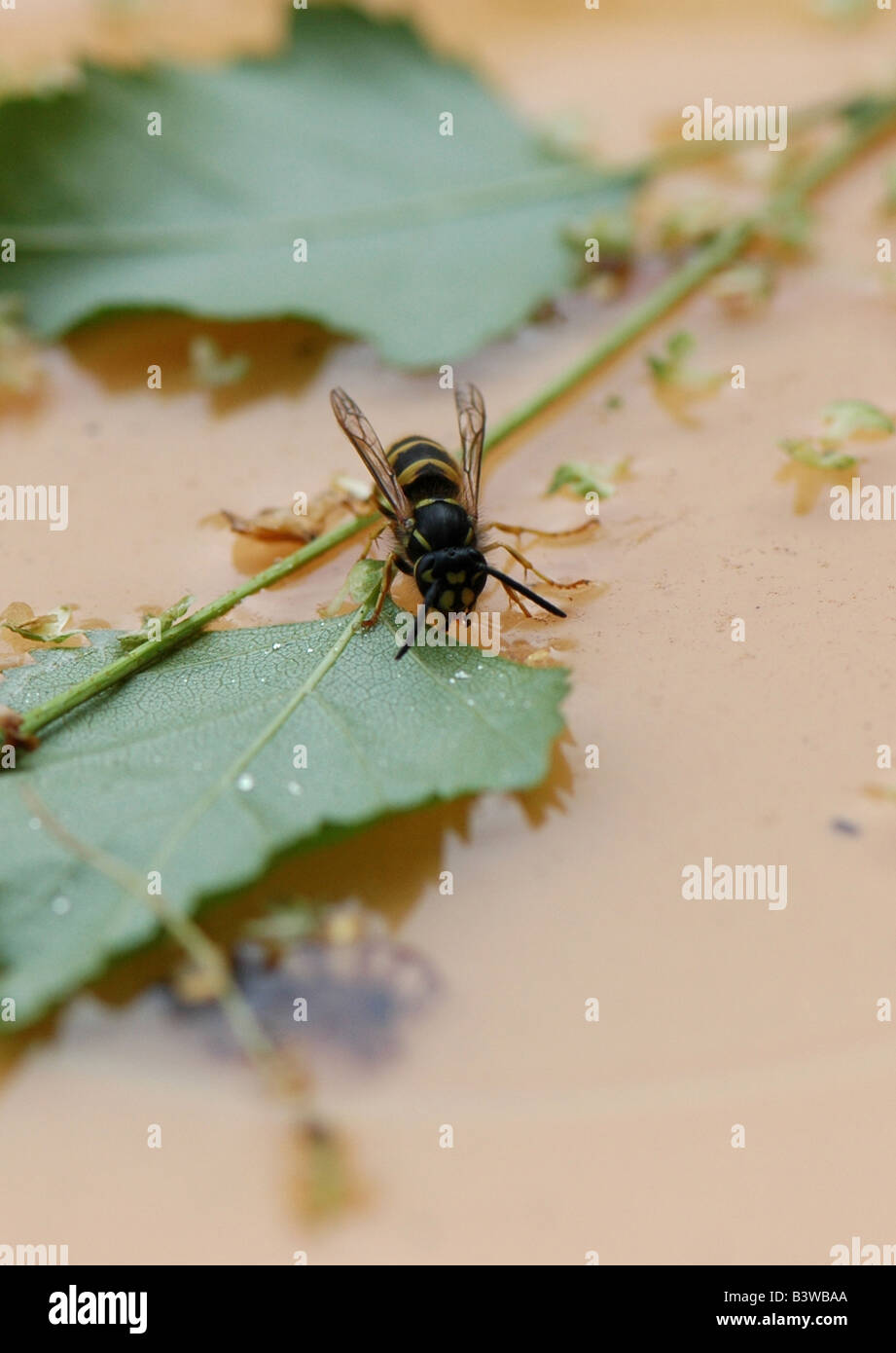 A Common Wasp drinking some sugar water Stock Photo Alamy