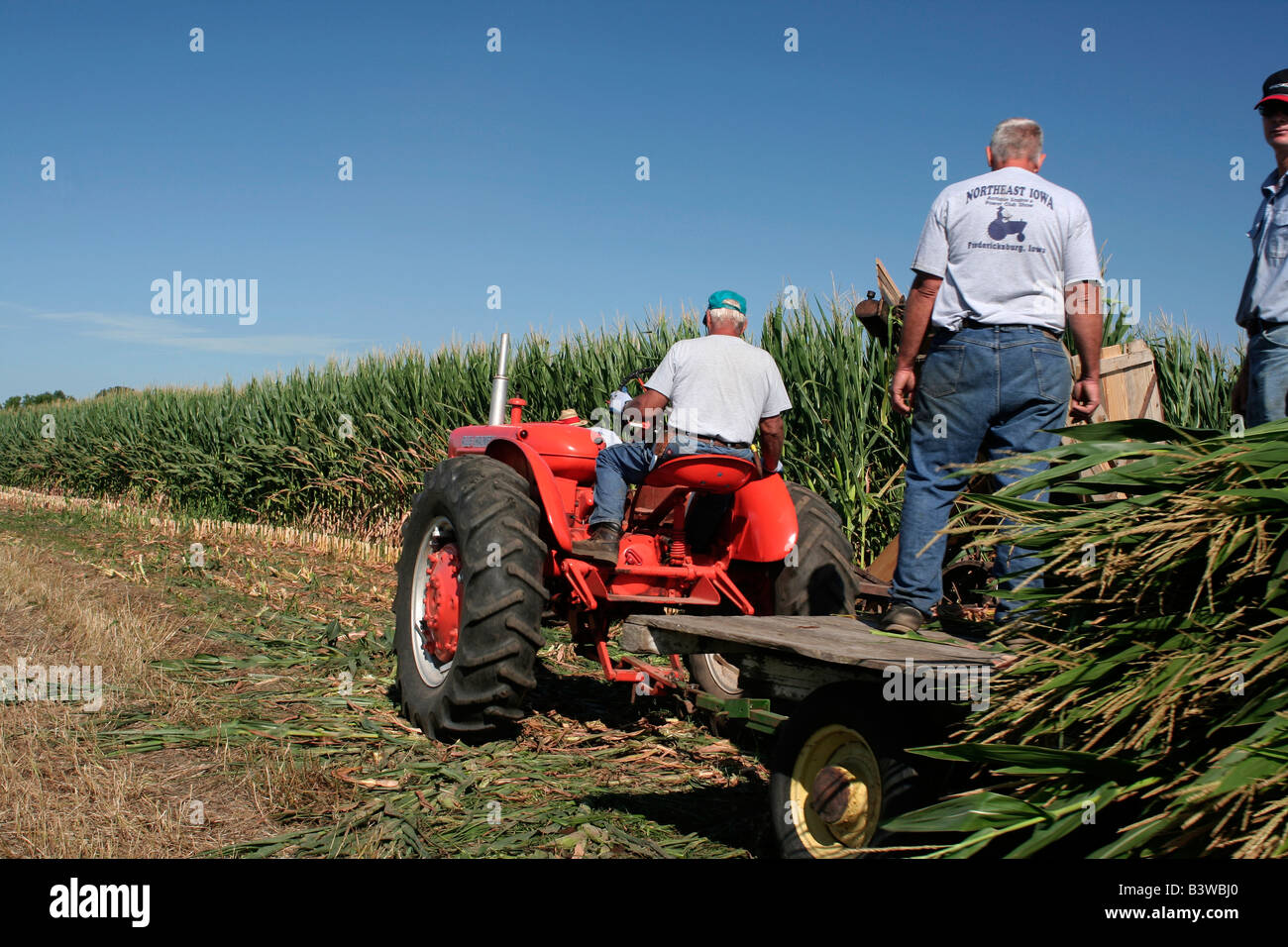 Old method of harvesting corn for silage Stock Photo Alamy