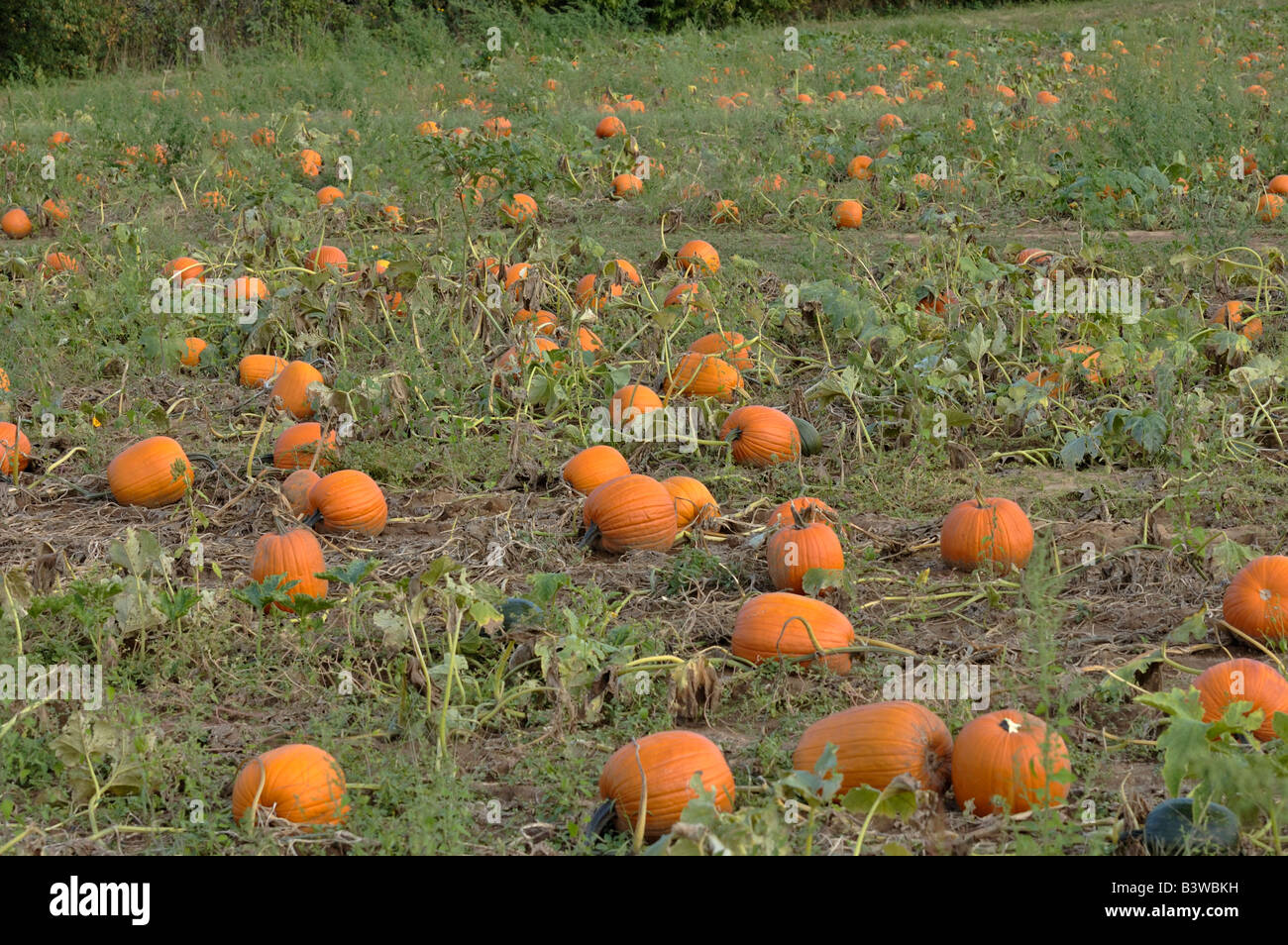 Pumpkins ready for harvest on a farm in Kentucky USA Stock Photo - Alamy