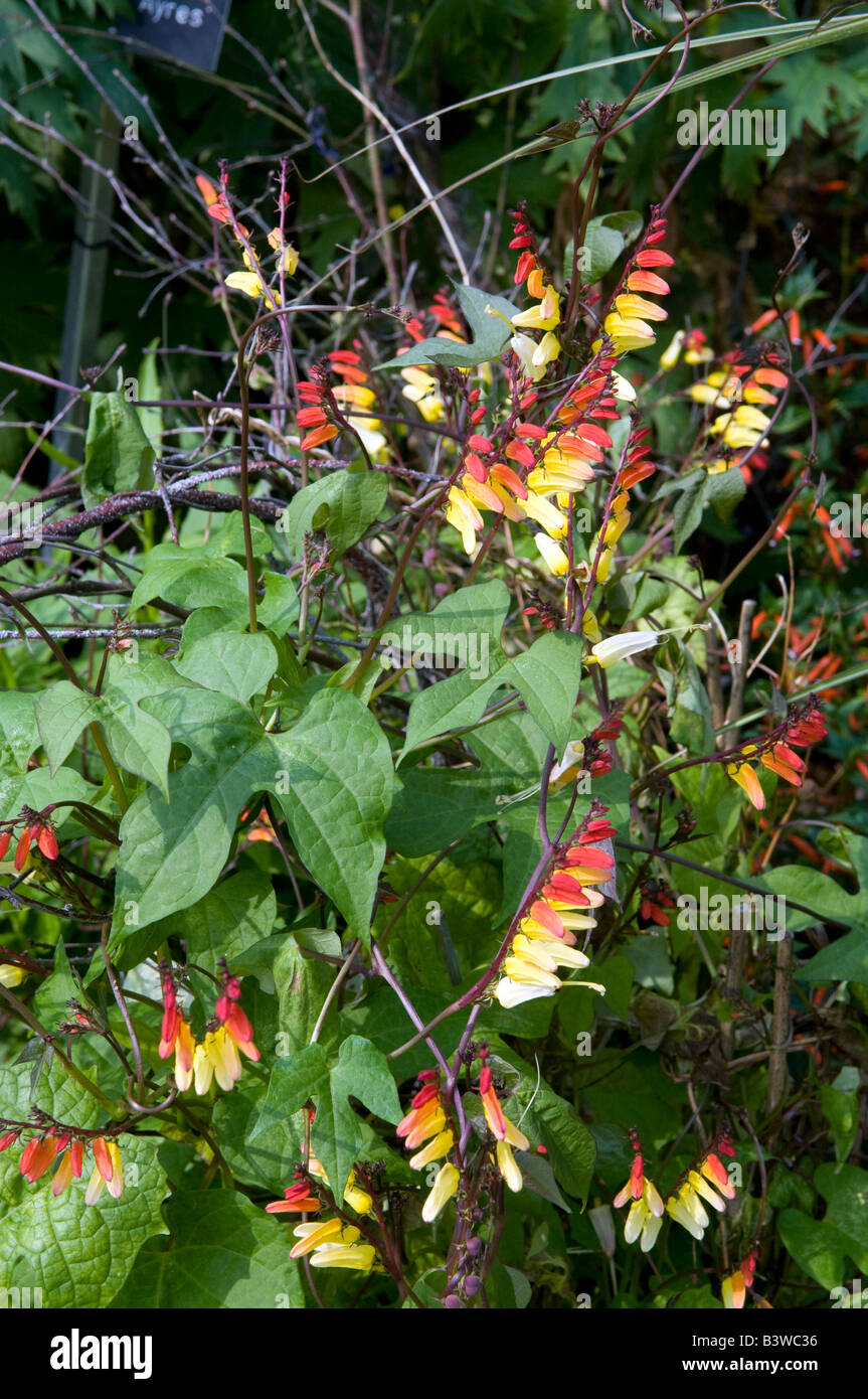Abutilon Kentish Belle Stock Photo - Alamy