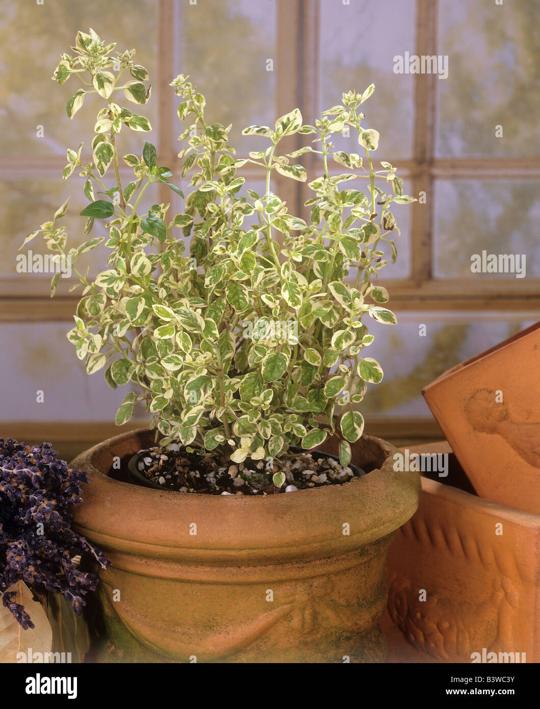 Variegated Marjoram / Origanum vulgare "Variegata Stock Photo Alamy