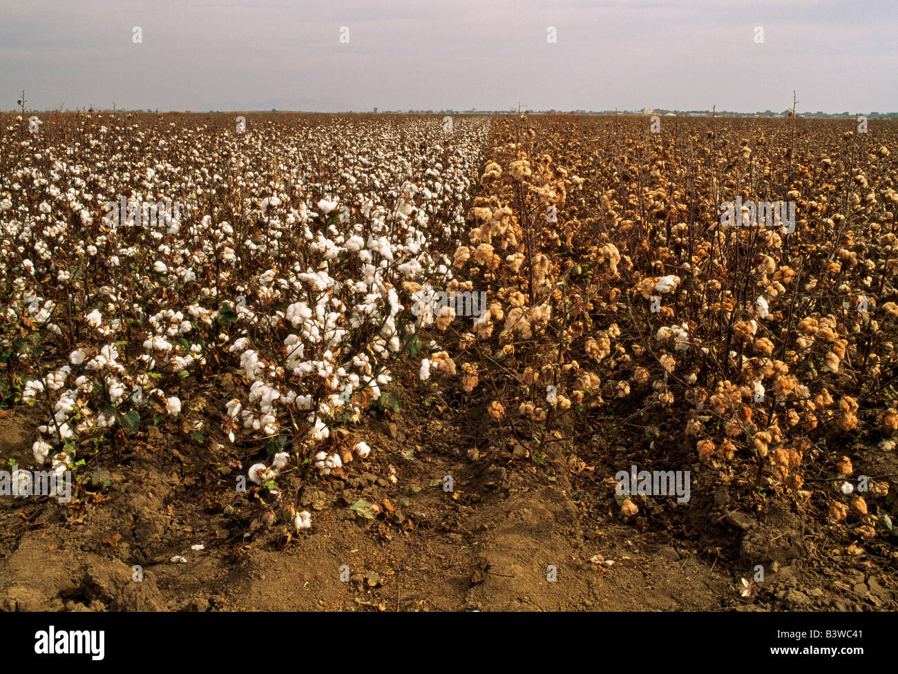 White & beige cotton growing in field. Stock Photo