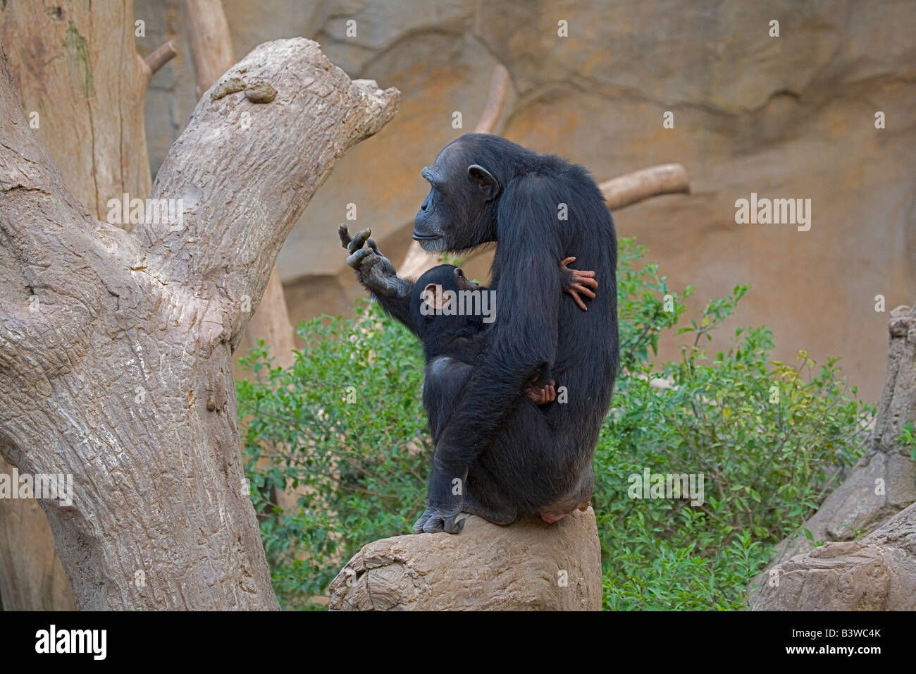Nursing chimp with baby in tree Stock Photo