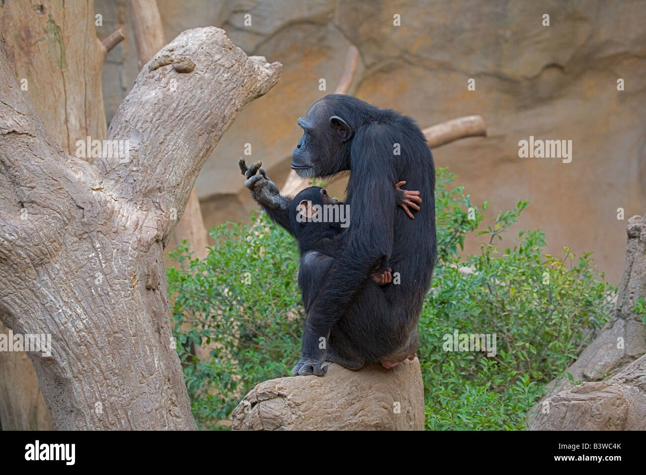 Macaco Chimpanzé a Remexer Num Ramo De árvore Gembira Loka Zoo Yogyakarta  Indonesia Foto de Stock - Imagem de animais, chimpanzé: 169823842