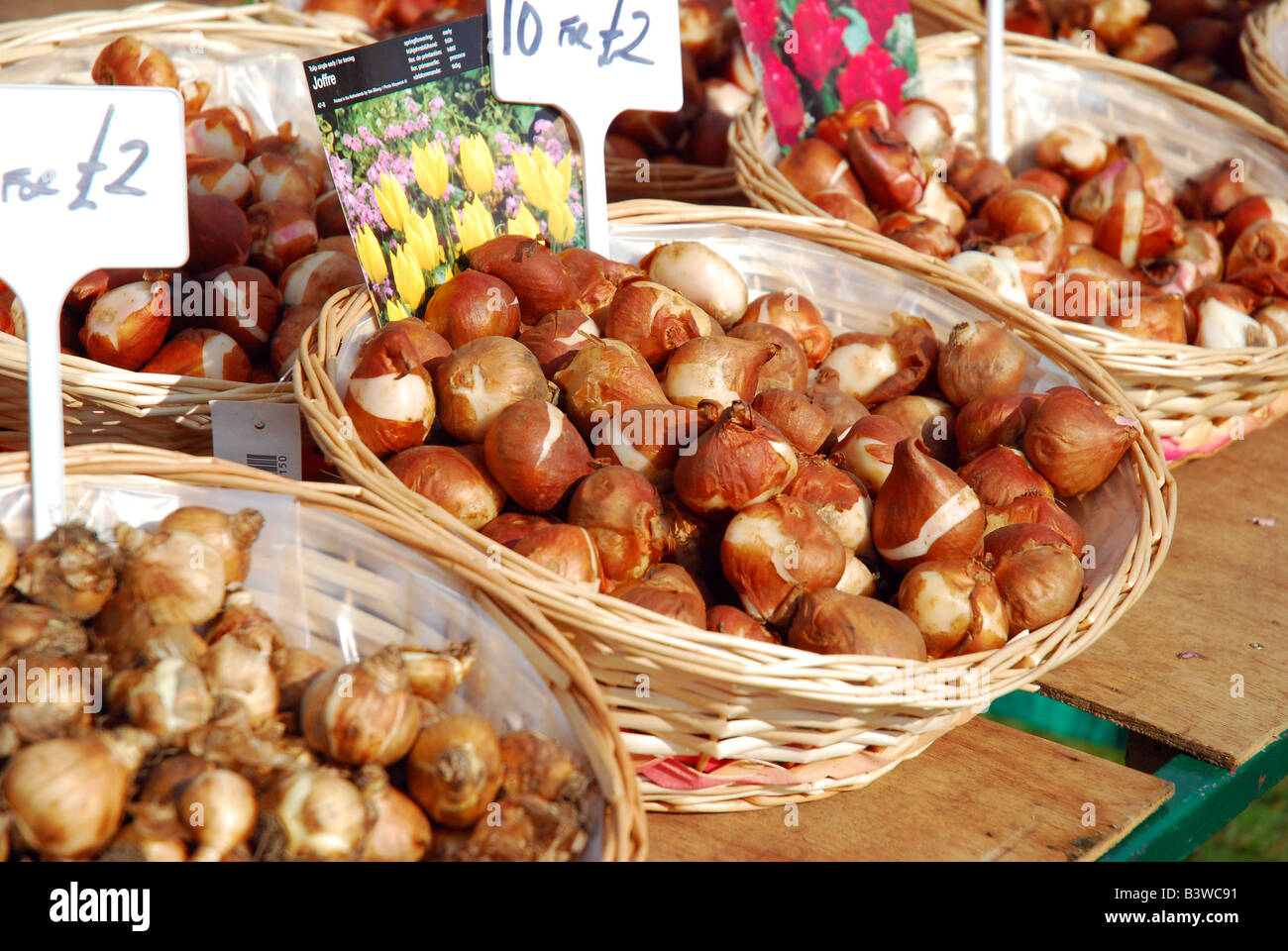 Flower bulbs hires stock photography and images Alamy