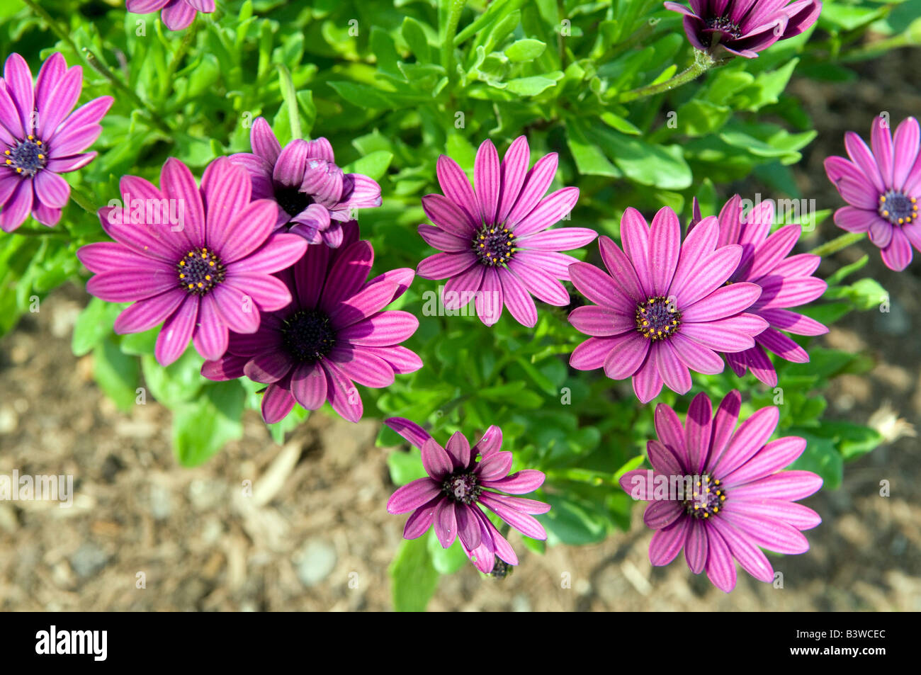 Osteospermum red hi-res stock photography and images - Alamy