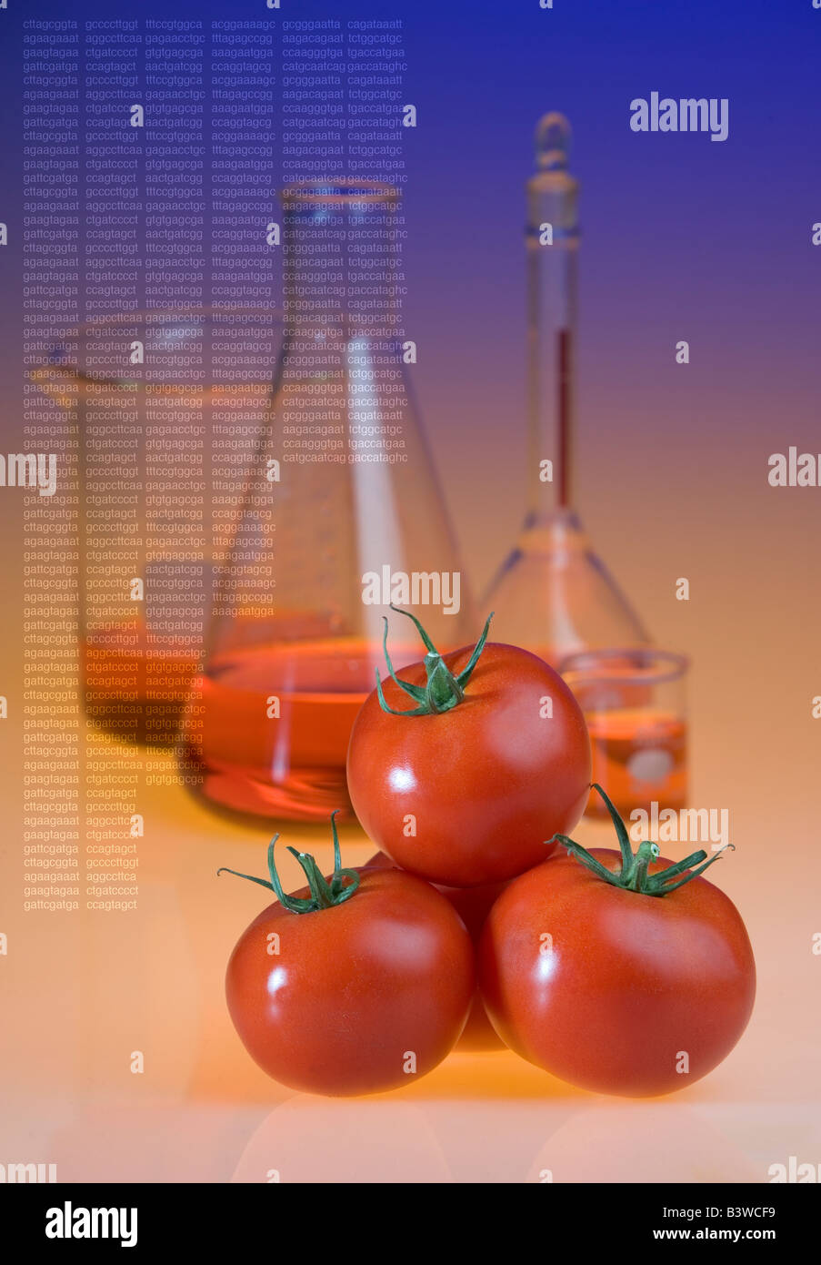 Concept shot of genetically modified tomatoes showing beakers and DNA sequence codes Genetically modified foods resist rot. Stock Photo
