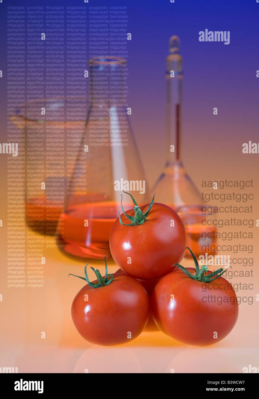 Concept shot of genetically modified tomatoes showing beakers and DNA sequence codes Genetically modified foods resist rot. Stock Photo