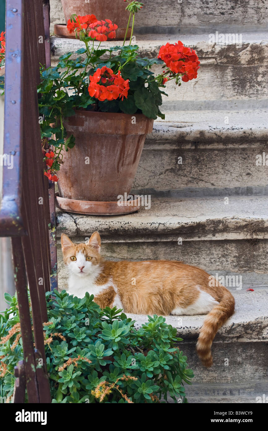 Cat on steps in alley, Rovigno, Croatia Stock Photo