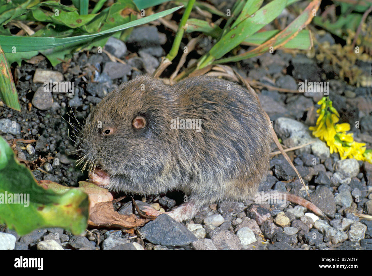 Northern Pocket Gopher Thomomys talpoides Stock Photo 19613365 Alamy