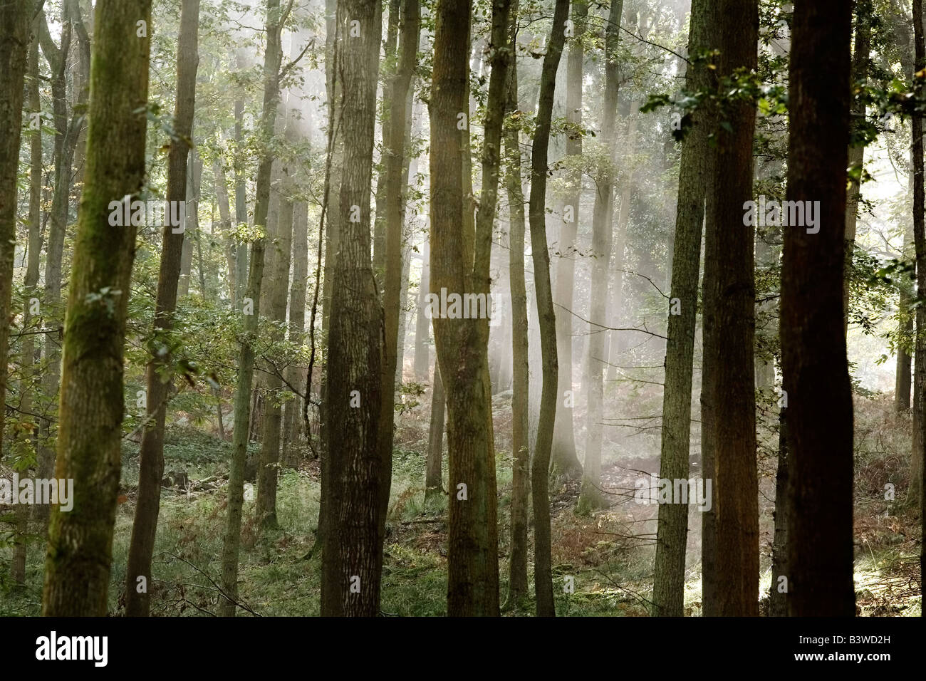 Misty Morning in the Forest Stock Photo - Alamy