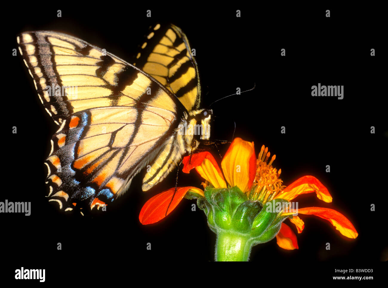 Detail of a captive western tiger swallowtail butterfly feeding on flower. Stock Photo