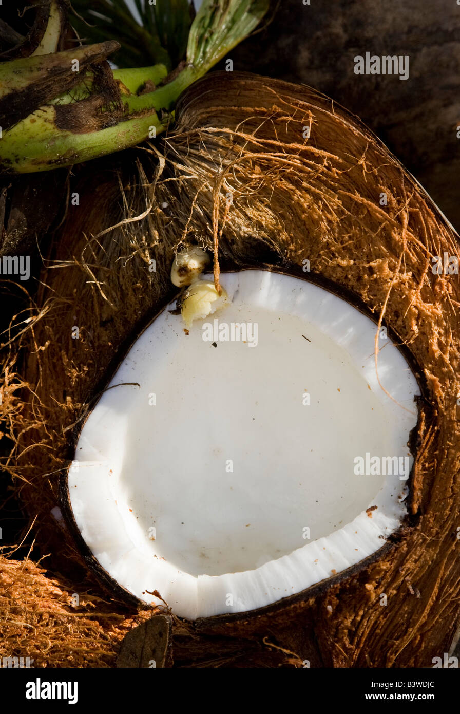 Oceania, Fiji, Vanua Levu, Savusavu. Detailed view of a split coconut. Stock Photo