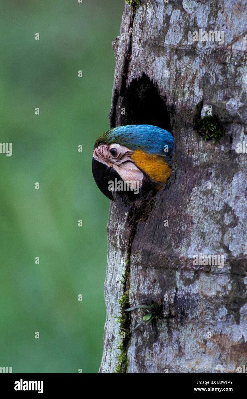 South America, Ecuador, Aguarico River. Blue and yellow Macaws (Ara araruna) Stock Photo