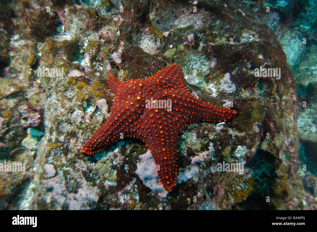 Panamic Cushion Star (Pentaceraster cummingi) Central Isles Galapagos Islands Ecuador.  South America Stock Photo