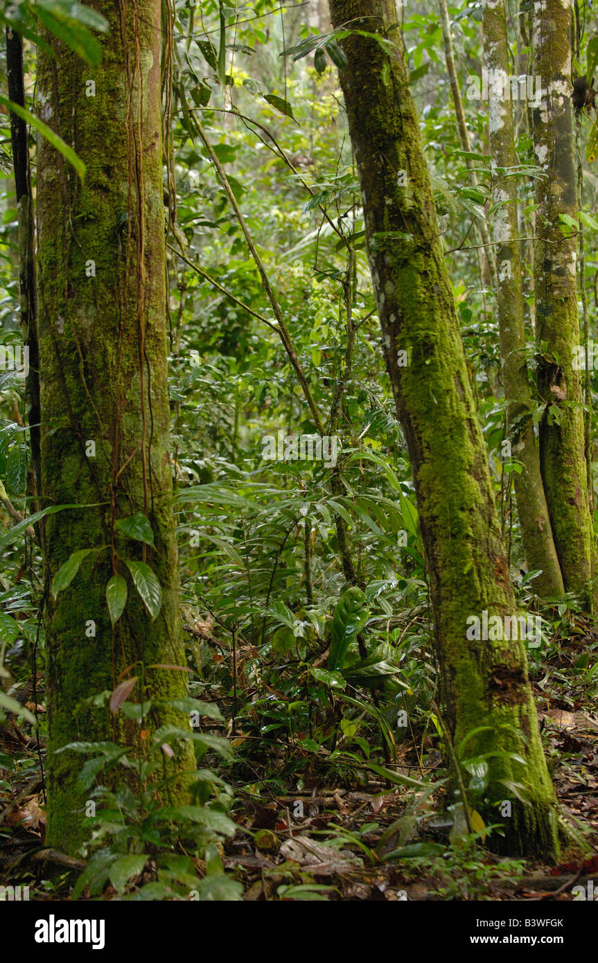 Amazon Rainforest Understory High Resolution Stock Photography and