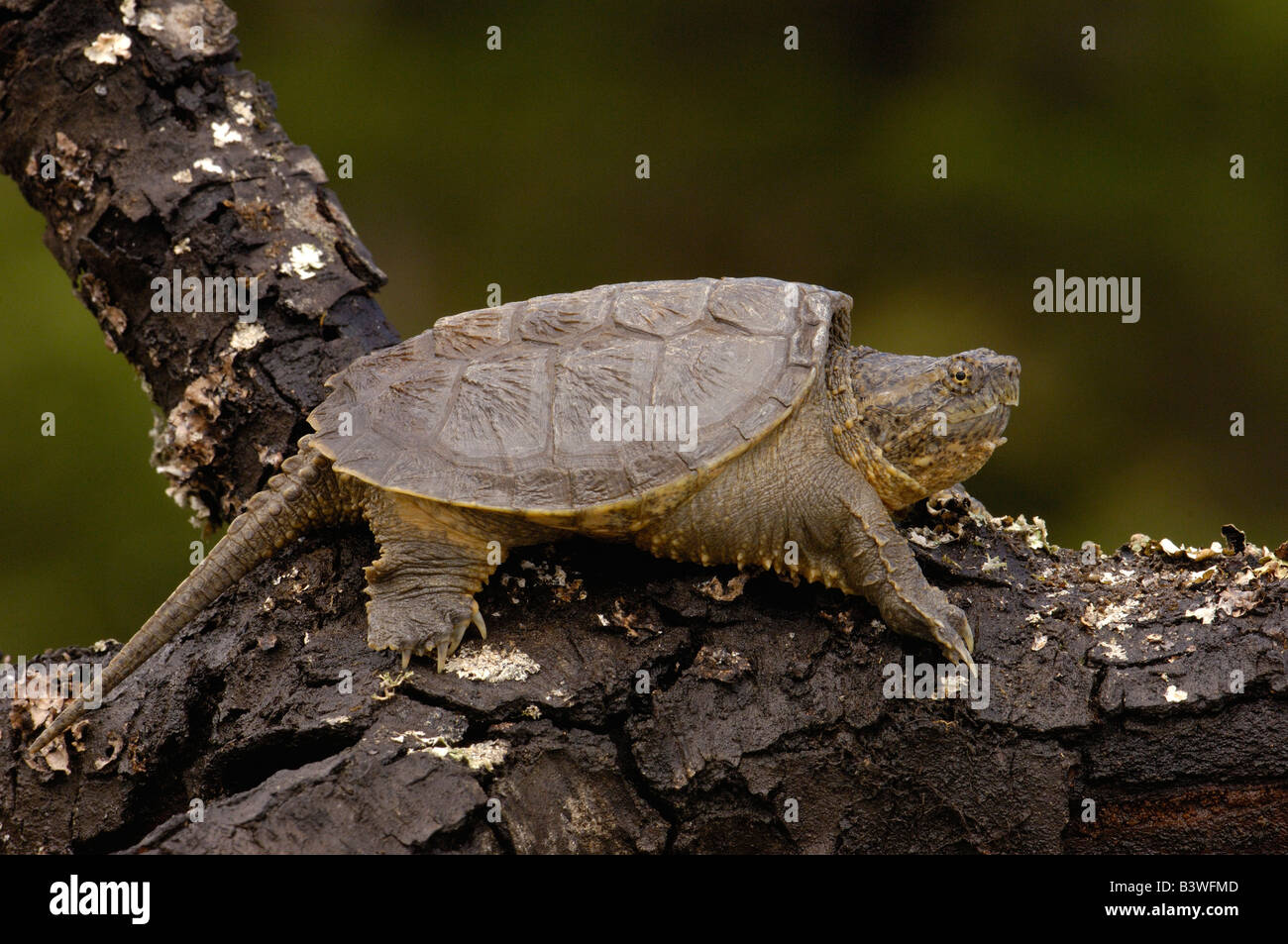 Alligator snapping turtle or South American Snapping turtle (Chelydra acutirostris serpentina) Northwest Ecuador. Stock Photo
