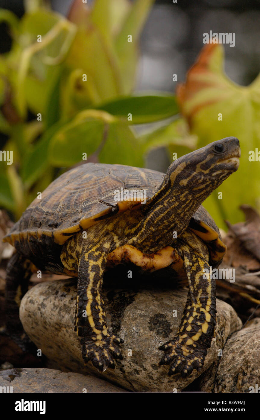 Brown Wood Turtle (Rhynoclemys annulata) Bataguridae Northwest Ecuador ...