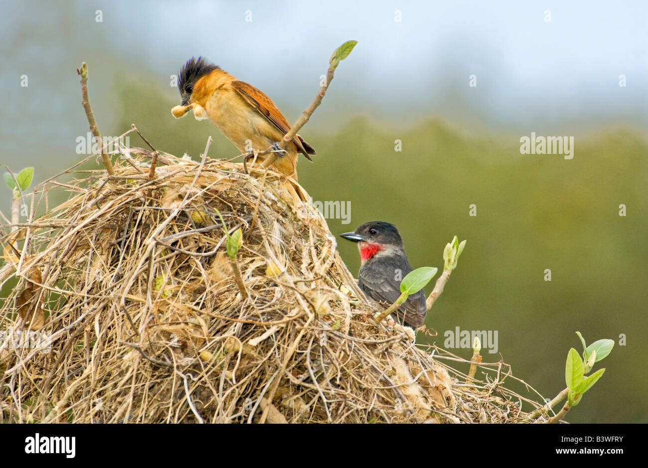 Mexico, Tamaulipas State. Female rose-throated becard feeding young ...