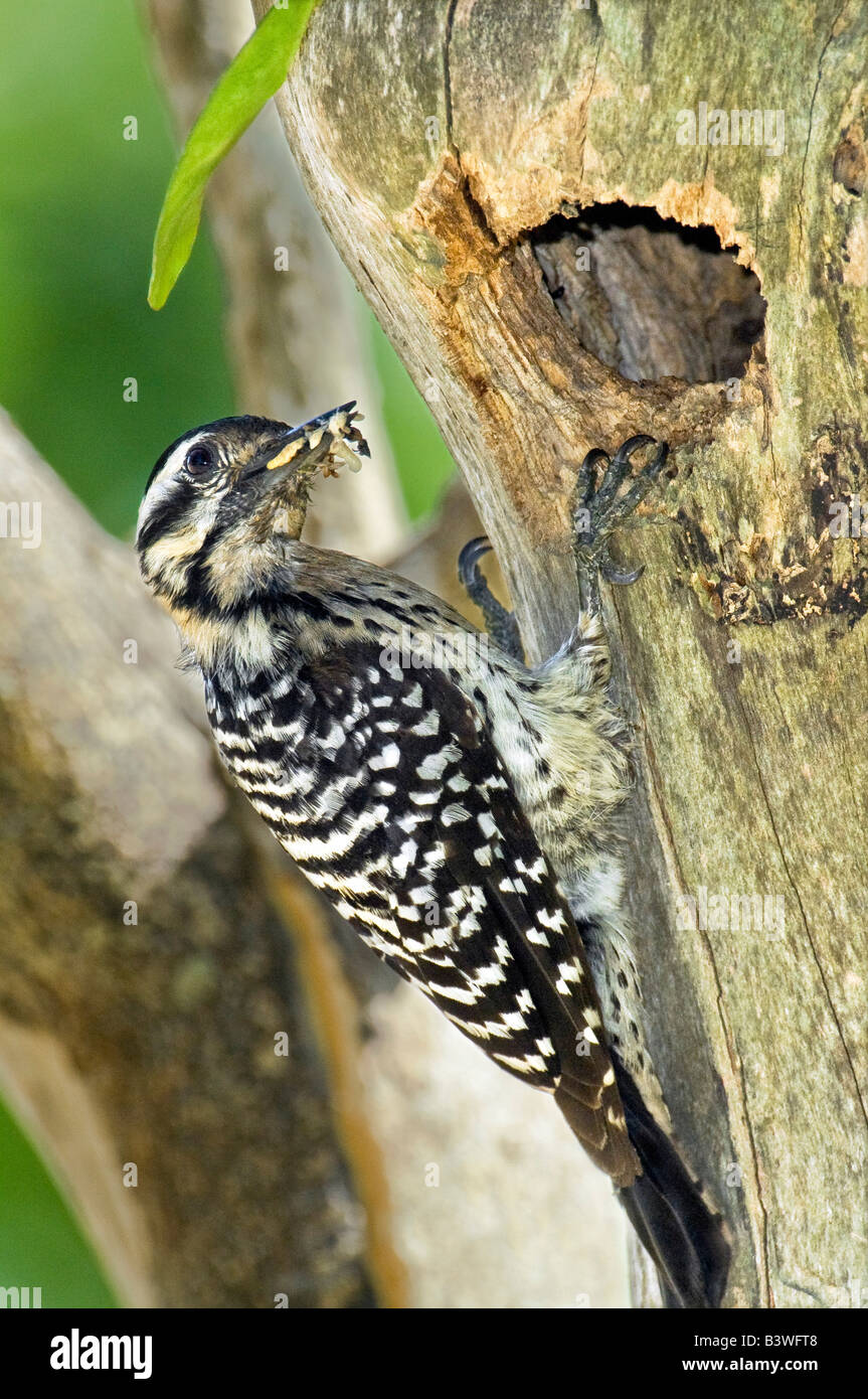Mexico, Tamaulipas State. Female ladderbacked woodpecker at cavity