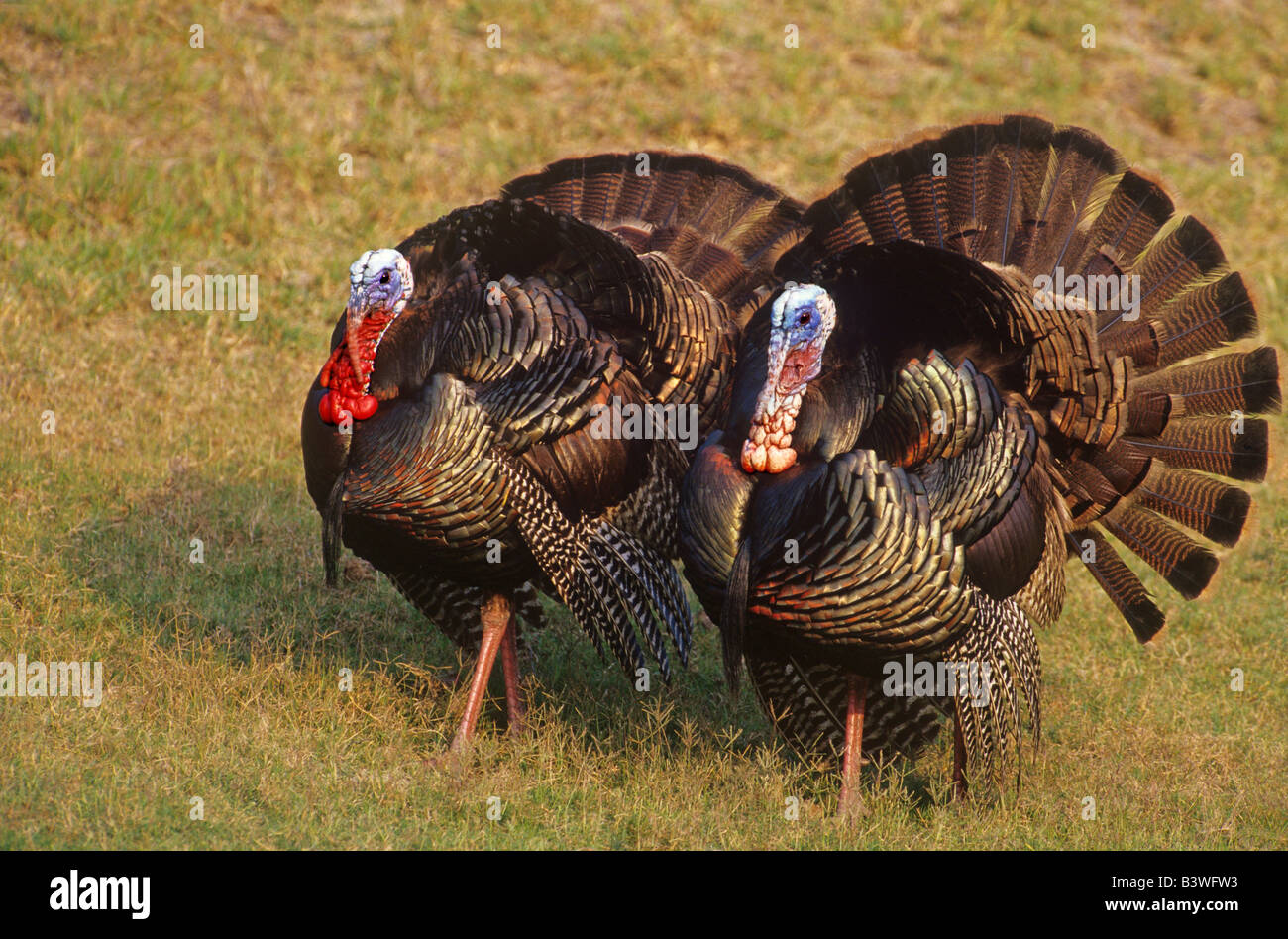 Tom Turkey Mexico, Tamaulipas State. Wild tom turkeys in mating display Stock ...