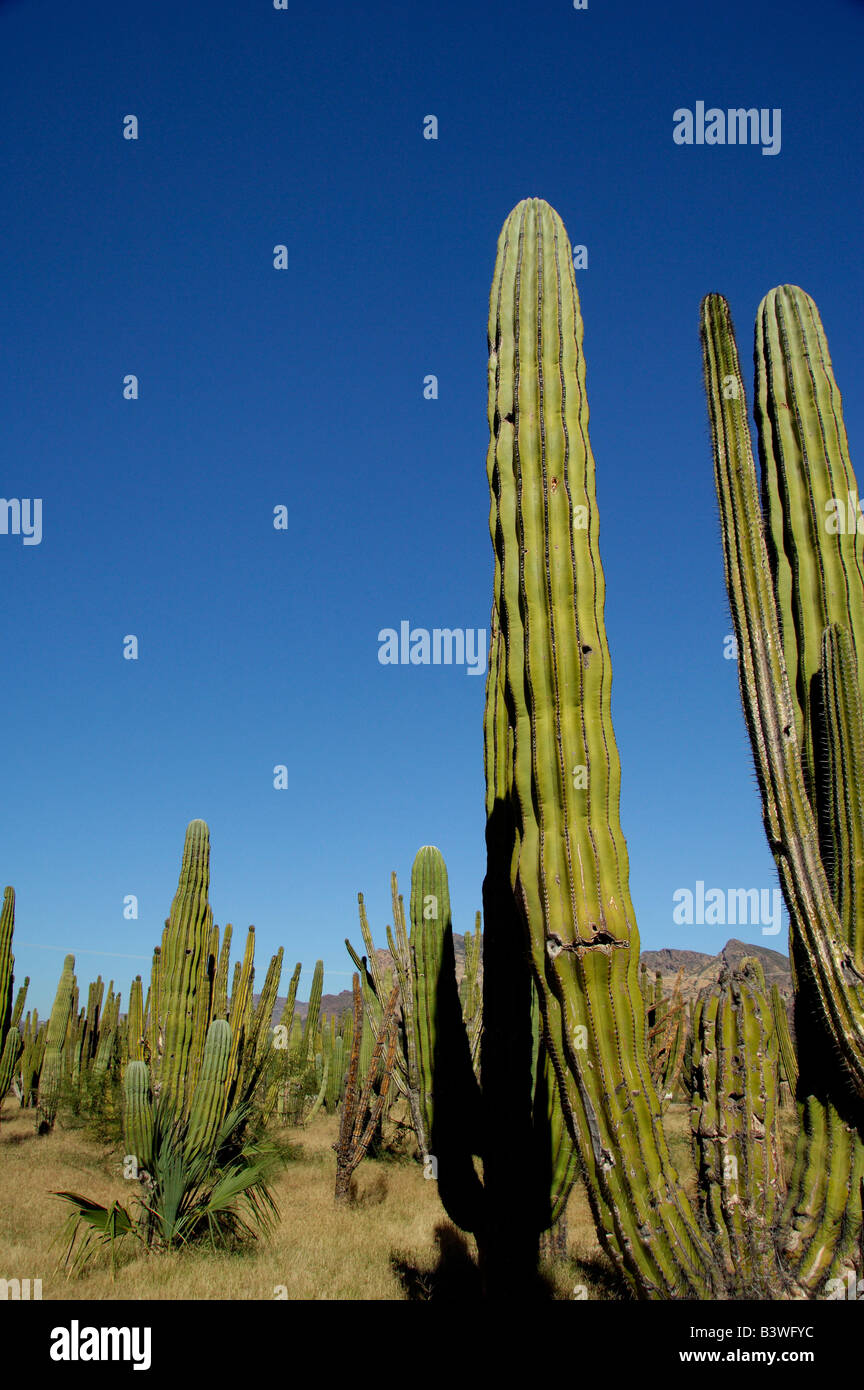 Mexico, Sonora, San Carlos. Saguaro & Organ Pipe cactus. Stock Photo