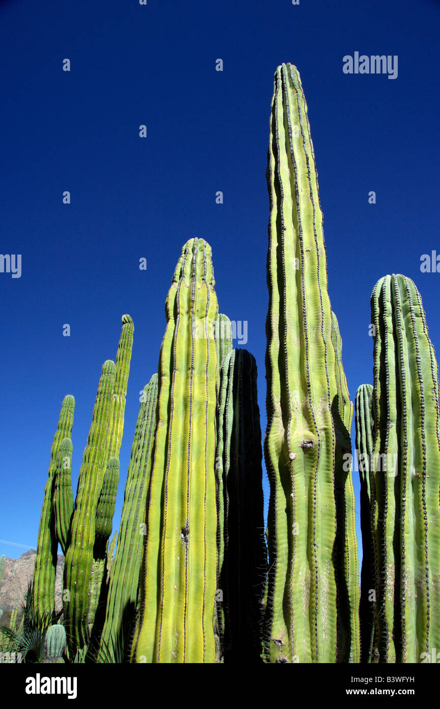 Mexico, Sonora, San Carlos. Saguaro & Organ Pipe cactus. Stock Photo