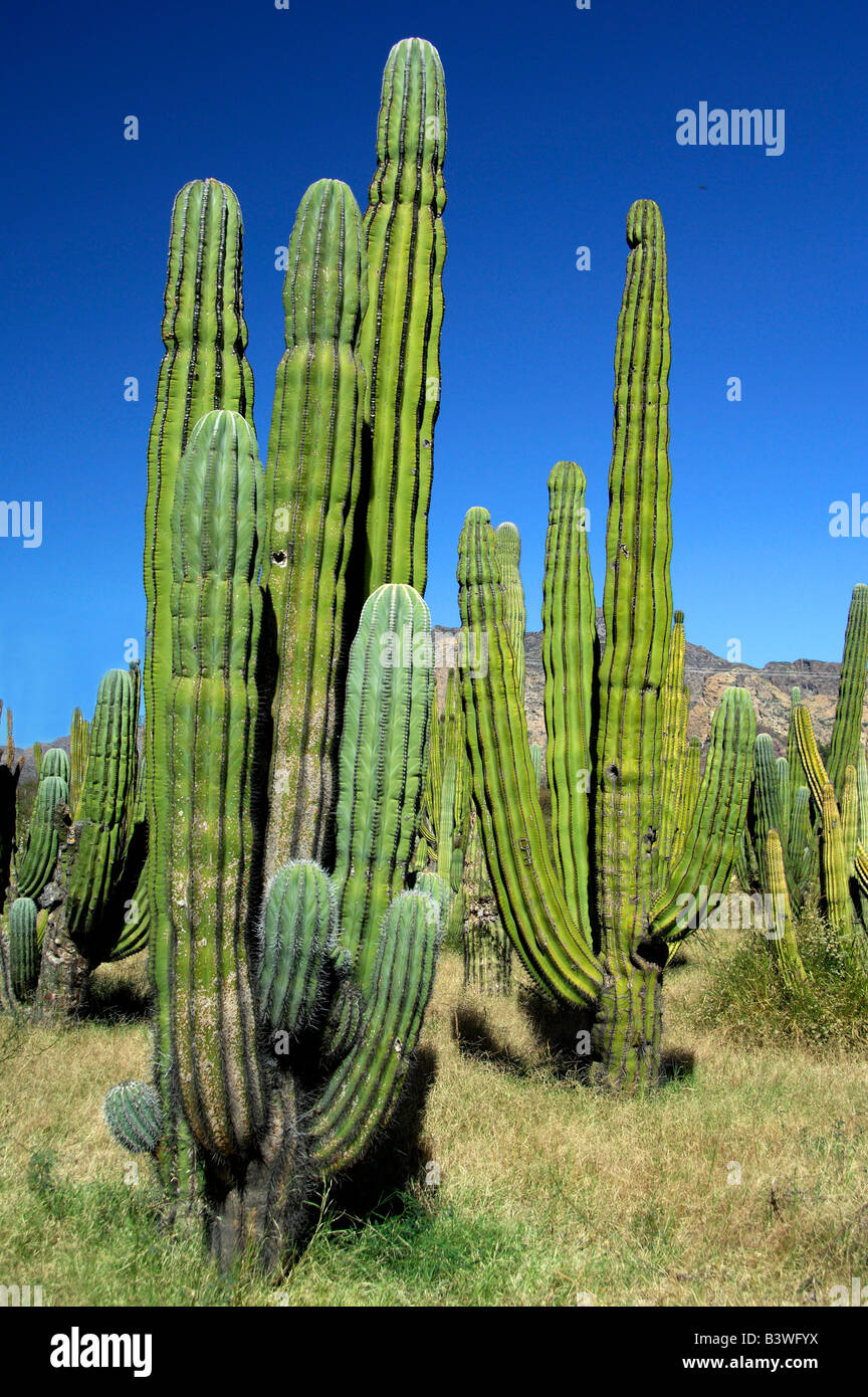 Mexico, Sonora, San Carlos. Saguaro & Organ Pipe cactus. Stock Photo