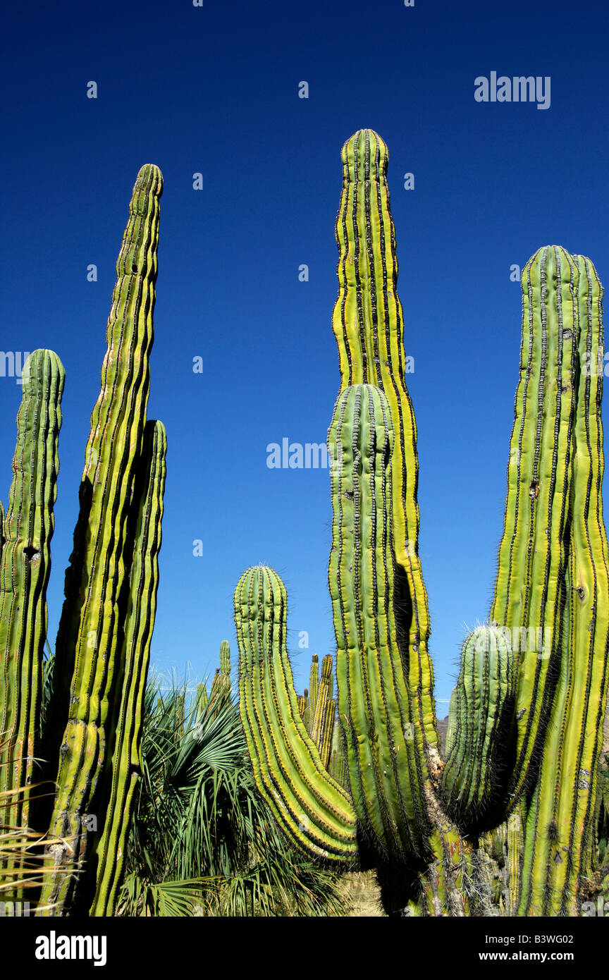 Mexico, Sonora, San Carlos. Saguaro & Organ Pipe cactus. Stock Photo