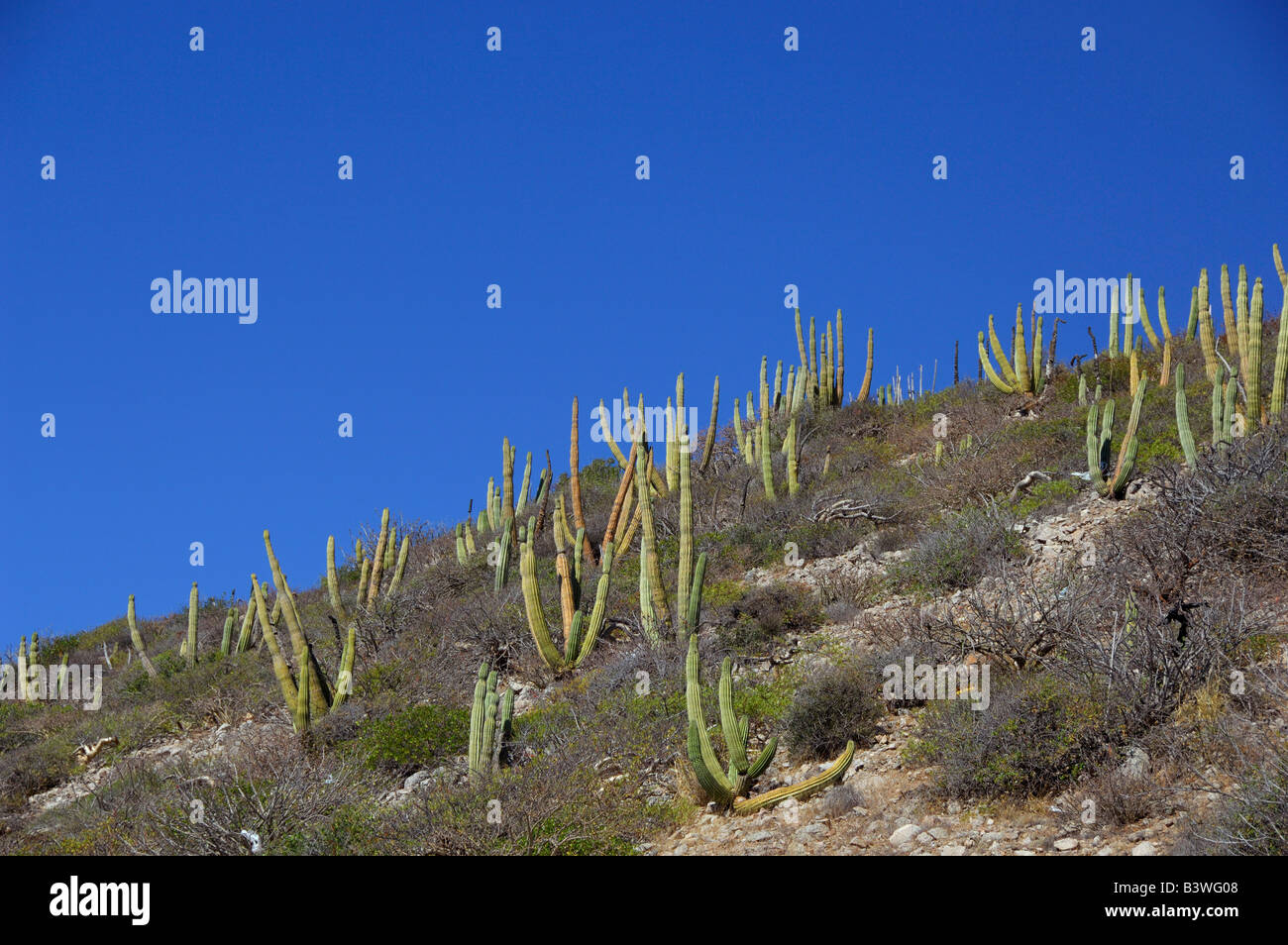 Mexico, San Carlos. Organ Pipe cactus.THIS IMAGE HAS SOME RESTRICTIONS FOR US LAND TOUR OPERATORS. PLEASE CALL FOR INFORMATION. Stock Photo