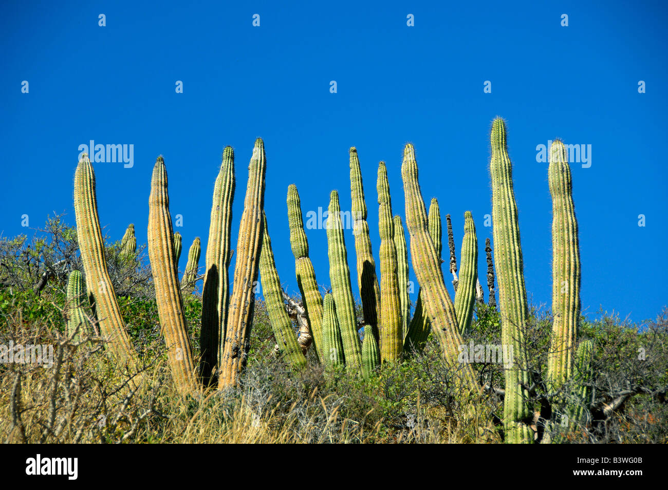 Mexico, State of Sonora, San Carlos. Organ Pipe cactus. Stock Photo