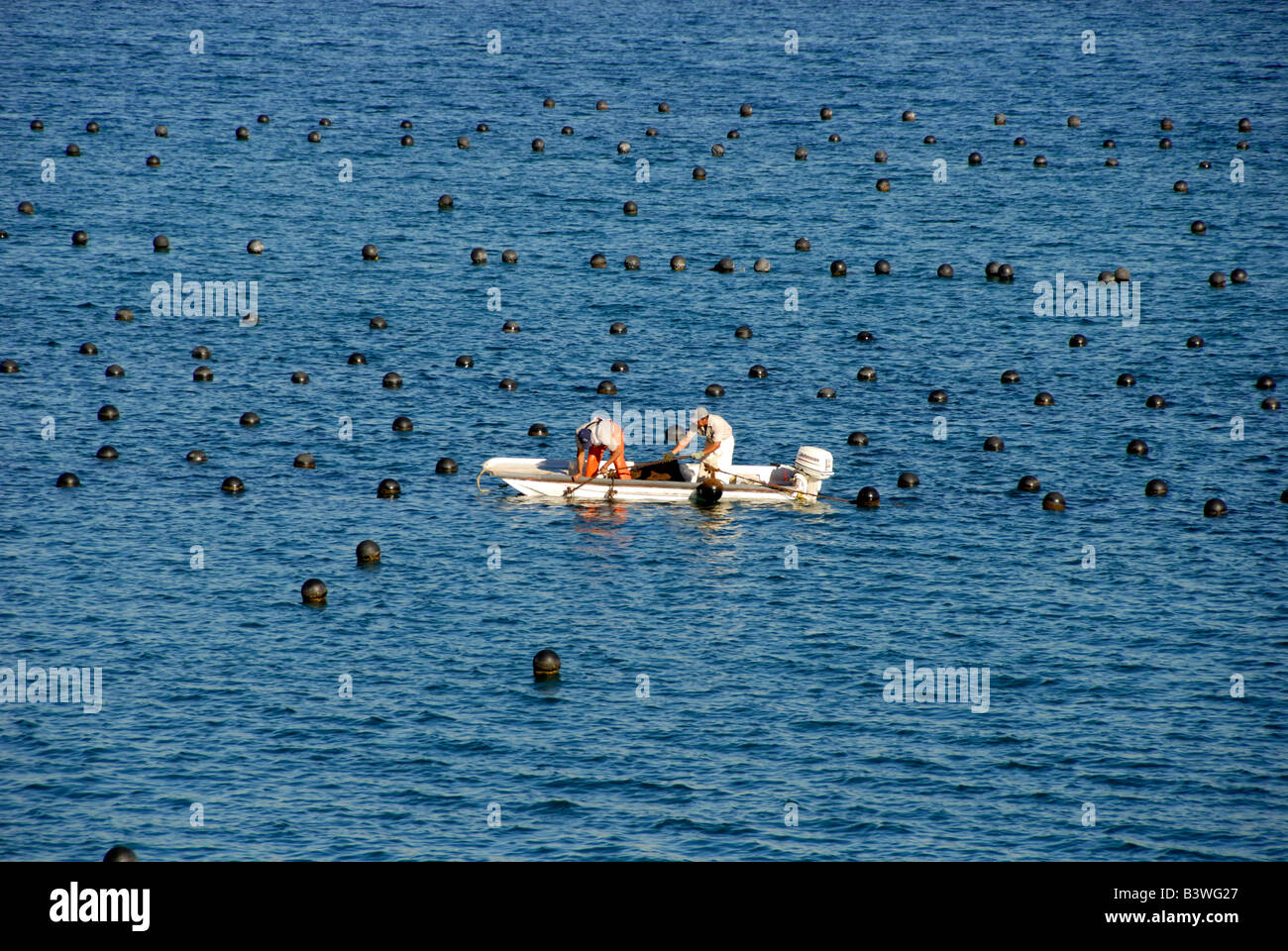 Mexico, Sonora, Guaymas. Pearl farm, collecting oysters Stock Photo Alamy