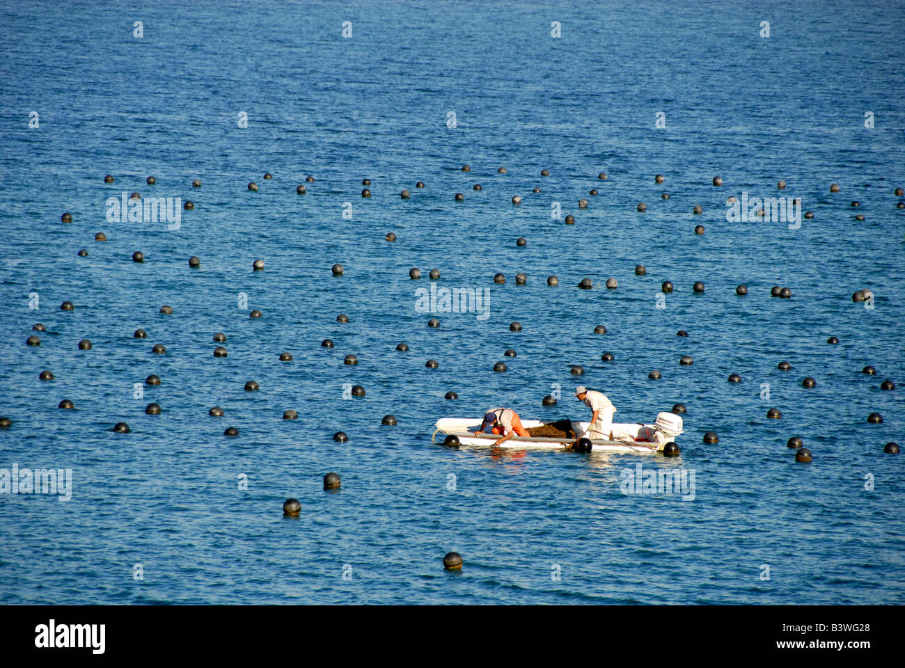 Mexico, Sonora, Guaymas. Pearl farm, collecting oysters Stock Photo Alamy