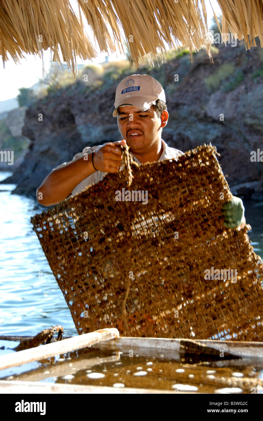 Mexico, Sonora, Guaymas. Pearl farm, checking oyster beds Stock Photo