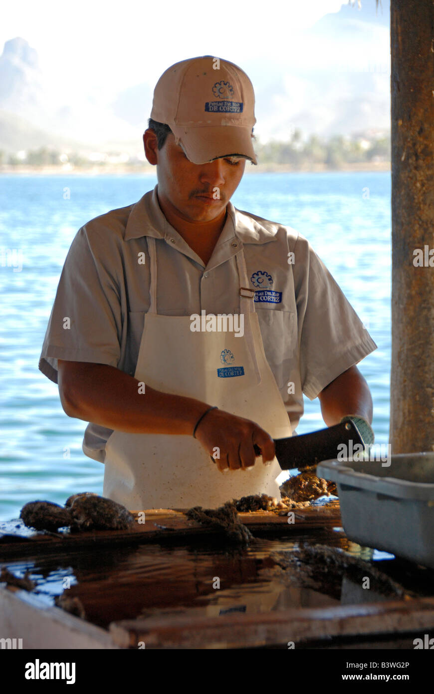 Mexico, Sonora, Guaymas. Pearl farm, cleaning oyster shells Stock Photo