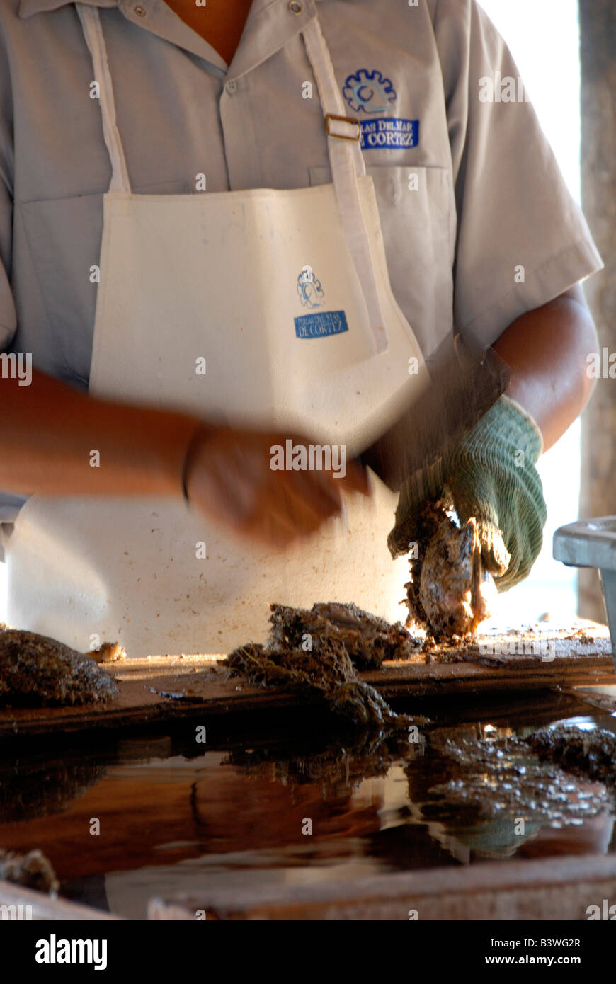 Mexico, Sonora, Guaymas. Pearl farm, cleaning oyster shells Stock Photo