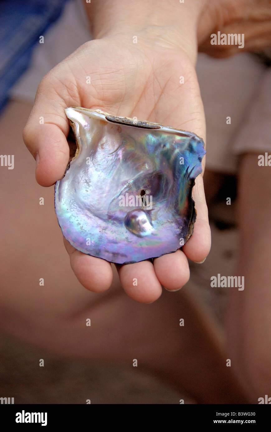 Mexico, State of Sonora, Guaymas. Pearl farm, rainbow lipped oyster