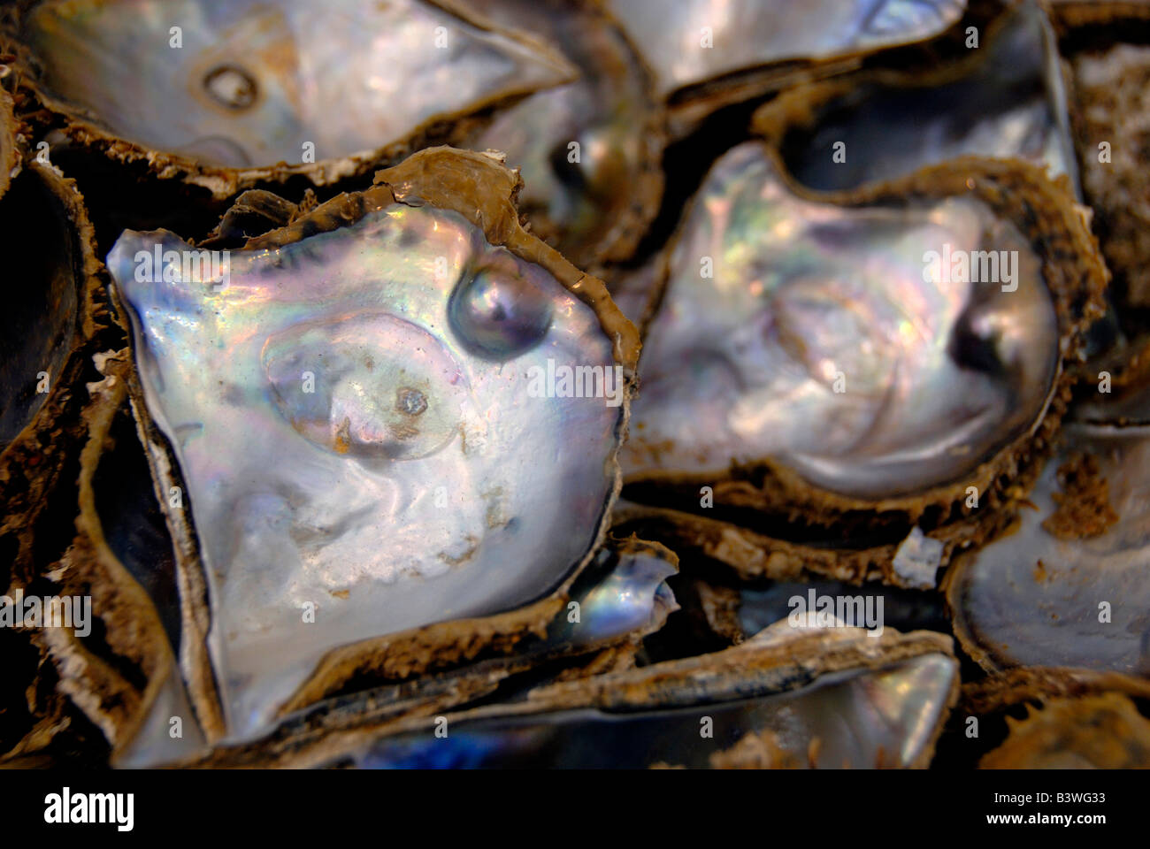 Mexico, State of Sonora, Guaymas. Pearl farm, rainbow lipped oysters