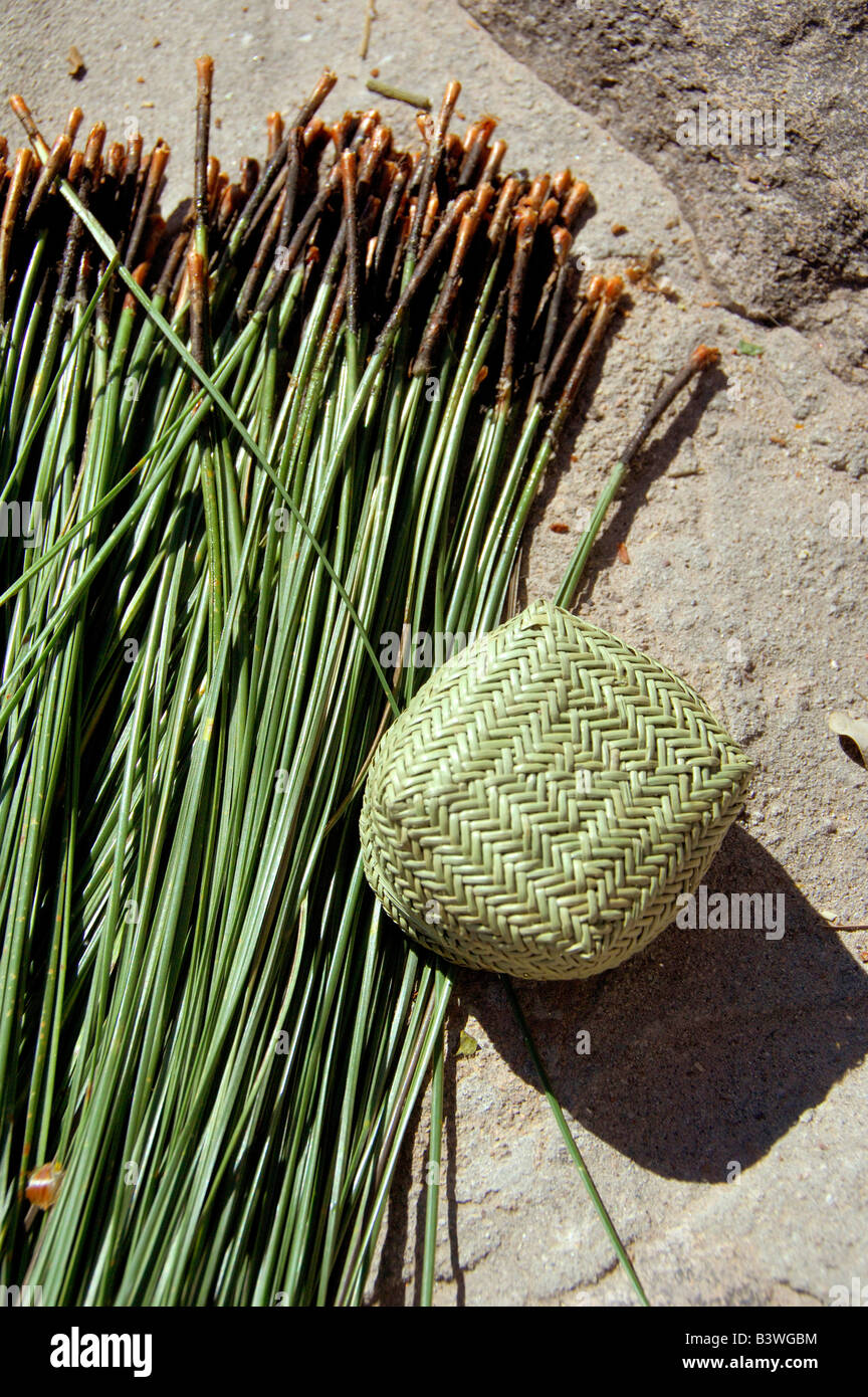 Mexico, Copper Canyon. Pine needles used in Tarahumara baskets Stock