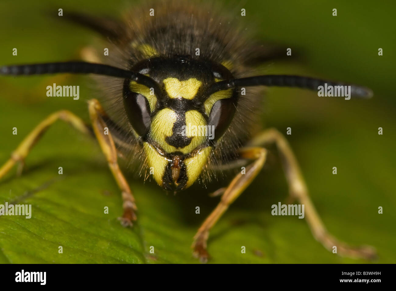 Common Wasp - Vespula vulgaris Stock Photo