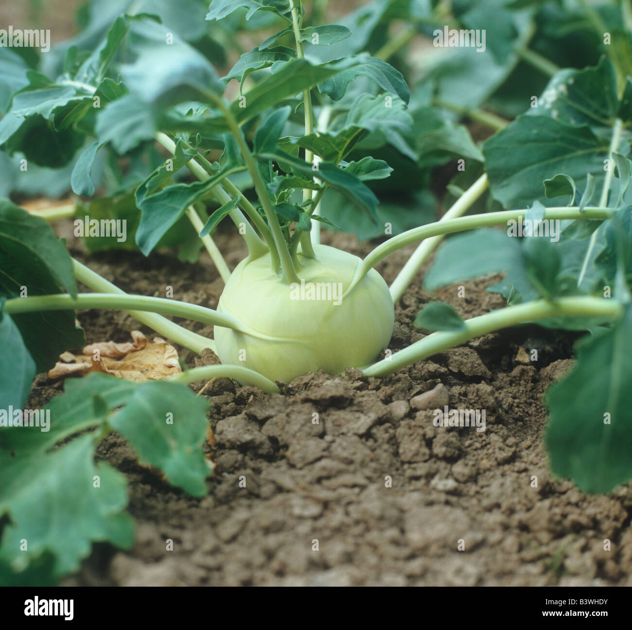 German turnips hires stock photography and images Alamy