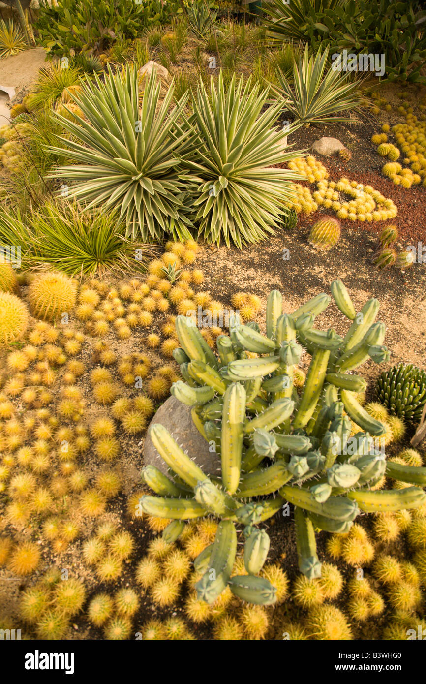 Cacti Mundo Los Cabos Botanical Garden, Los Cabos , Baja California