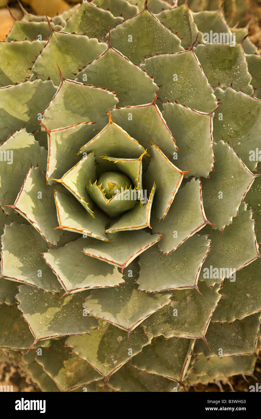 Cacti Mundo Los Cabos Botanical Garden, Los Cabos , Baja California