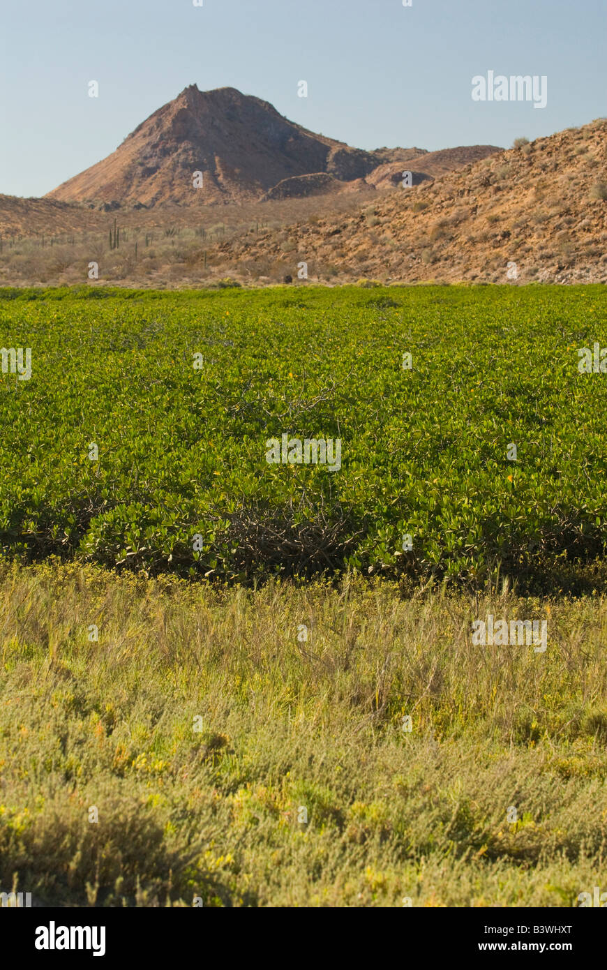 Mexico, Baja California, Midriff Islands, Bahia de los Animas Stock Photo
